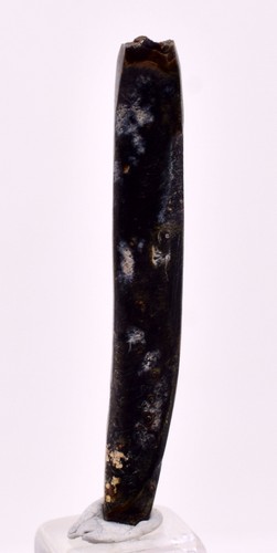 4cms golden black coral - black,